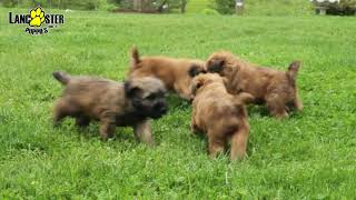 Soft Coated Wheaten Terrier Puppies [upl. by Refeinnej]