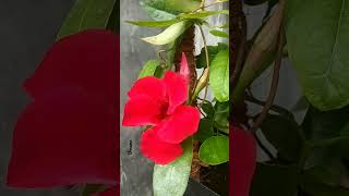 mandeville flowers shortsfeed tanamanhiasdepanrumah minigarden flowervideo fypシ゚ freshair [upl. by Daveen]