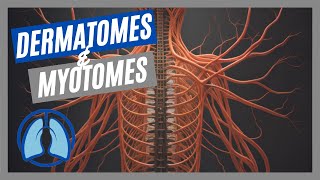 Dermatomes amp Myotomes Made Easy [upl. by Atinej]