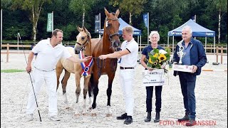 KWPN Championships 2024  Compilation Gelders foals amp mares [upl. by Katheryn357]