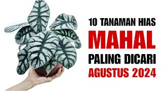 10 Tanaman MAHAL Paling Dicari di Bulan AGUSTUS 2024 [upl. by Line]