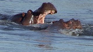 NAMIBIA Hippos fighting in the Okavango [upl. by Malin]