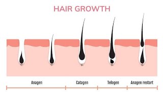 stages of hair growth [upl. by Gilberto]