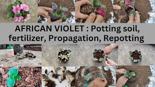 Easy Care for African Violets Fertilizer Tips to Get More Flowers [upl. by Ybot]