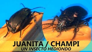 Champi  Juanita insecto que arroja mal olor [upl. by Guntar]