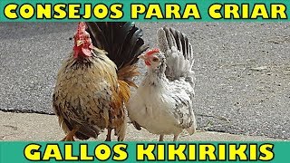 7 Consejos Importantes para Cuidar a tus Kikirikis [upl. by Ahsha]