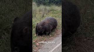 Wombats shyness wombat animals wildlife [upl. by Enialehs609]