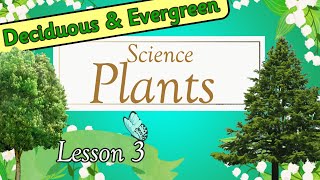 SCIENCE Plants  DECIDUOUS and EVERGREEN Trees  Miss Ellis 🌿 treesforkids plants [upl. by Xella]