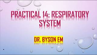 Respiratory System Histology  Lab 14  DrByson EM [upl. by Alley]