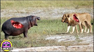 Peleas Extremas de Animales Salvajes Grabadas en Camara [upl. by Dougherty]