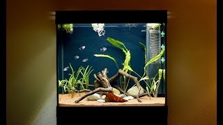 55 Gallon Black Skirt Tetra Fish Tank  Juwel Lido 200 LED [upl. by Dirgis]