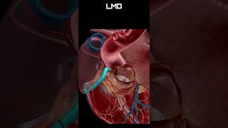 Angiologia 8  Movimento  Programa Anatomia 3D Software shorts anatomy biology [upl. by Wilber283]