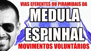 Medula Espinal Vias Eferentes Descendentes ou Piramidais  Sistema Nervoso  VideoAula 093 [upl. by Ateiluj]