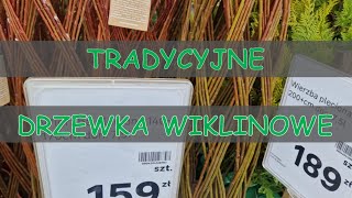 TRADYCYJNE DRZEWKO WIKLINOWE  Kiedy przesadzać [upl. by Gypsy]