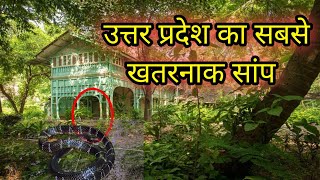 उत्तर प्रदेश का सबसे ख़तरनाक सांप ।। reality for awareness [upl. by Enimisaj340]