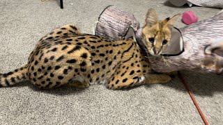 Playing with Pet Serval [upl. by Orest314]