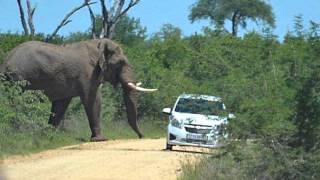 GIANT ELEPHANT TURNS OVER AUTOMOBILE [upl. by Essyla]