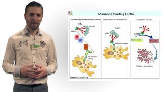 Polymorphisms in the Mannose Binding Lectin Gene Are Associated With the Defect of the Mannose [upl. by Dennie427]