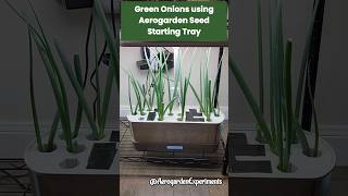 Grow GreenSpring Onions using Aerogarden Seed Starting Tray in Aerogarden Harvest hydroponics [upl. by Nethsa]