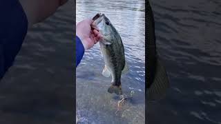 Fishing below the dam at Sam Rayburn fishing blackbass spottedbass birdwatching nature [upl. by Winthorpe668]