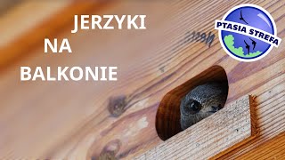 Jerzyki na balkonie [upl. by Reese]