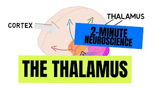 2Minute Neuroscience The Thalamus [upl. by Loggins418]