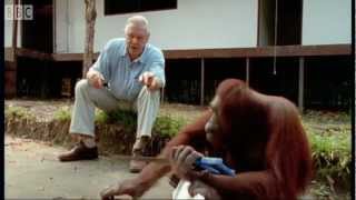 Attenborough Amazing DIY Orangutans  BBC Earth [upl. by Aihseuqram]