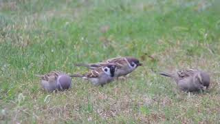 Passer montanus  gorrión molinero  eurasian tree sparrow [upl. by Eelegna260]