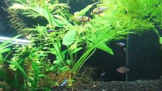 German Blue Ram Cichlids fighting Fish fight full version [upl. by Christel840]