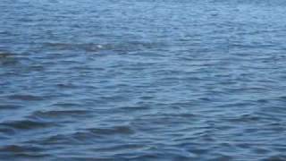 Tailing Redfish in Rockport Texas at the Lighthouse Lakes Trails [upl. by Ayatan]