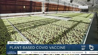 Indepth plantbased COVID vaccine [upl. by Donaldson]