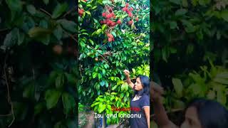 Lande ළ⁣දේ  Roshan Fernando New Song ytshorts short trending Song Tiktok shortvideo [upl. by Bondon]