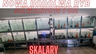 Hodowla Skalarów [upl. by Granlund]