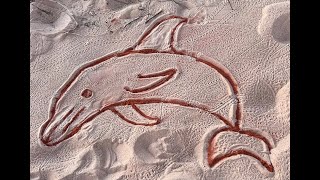 Tiny On Tour EPISODE 10 Quandong Point and Dinosaur Foot Prints [upl. by Wyatan]