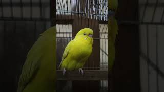 এখনো তারা জোড়া হয়নি 😭 Lutino Budgie Birds budgiesbirds [upl. by Diane]