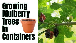 How To Grow Mulberry Trees In Pots  1000s Of Berries In A Season By Following These Steps [upl. by Aubigny]