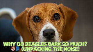 Why Do Beagles Bark So Much 🐶🗣️ Unpacking the Noise [upl. by Koziarz146]