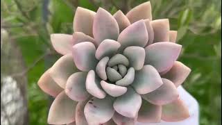 Graptoveria Opalina variegated [upl. by Harned]