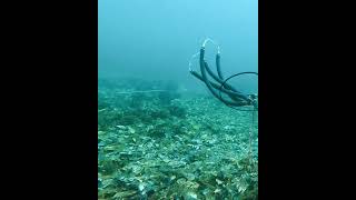 Çupra  White sea bream fishing fish spearfishing [upl. by Rama]