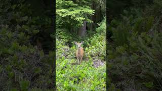 Meet Deer on the Road in Coupeville Whidbey Island [upl. by Marlon]