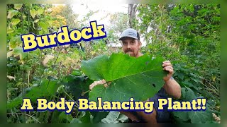 Burdock  Blood Cleansing Edible and Medicinal Plant  Identification Description and Harvesting [upl. by Aesoh]