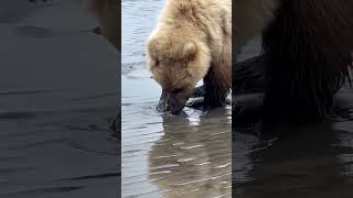 Bear digging for clams [upl. by Acsisnarf30]