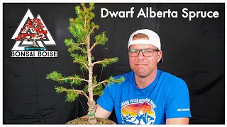 Dwarf Alberta Spruce Bonsai [upl. by Ecineg464]