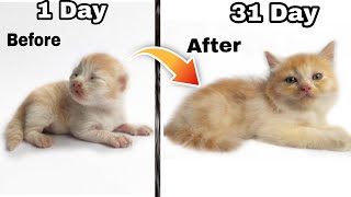 How do persian cats grow  🔥  persian cat growth stages  persian kitten time lapse [upl. by Arretnahs]