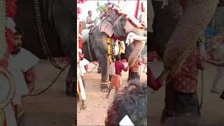 Mangalamkunnu Ayyappan amp Ambadi Balanelephantlovers pooramloversheadlifting [upl. by Astred]