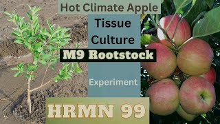 🍎HRMN 99 Hot Climate Apple M9 Rootstock Tissue Culture farming [upl. by Larimer]