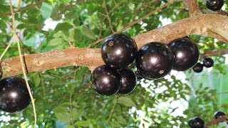 Jaboticaba greenhouse grown incredibly tasty Plinia cauliflora [upl. by Domenico]