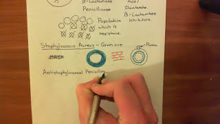 Penicillin and Beta Lactamases Part 3 [upl. by Ahtibbat]