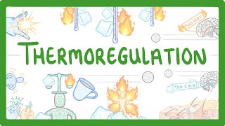 GCSE Biology  How We Control Our Body Temperature 55 [upl. by Nylzzaj]