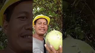 buah gerenuk guyspejuangreceh gerenuk semangatbekerja vlog [upl. by Eido]